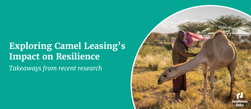 Exploring Camel Leasing's Impact on Resilience