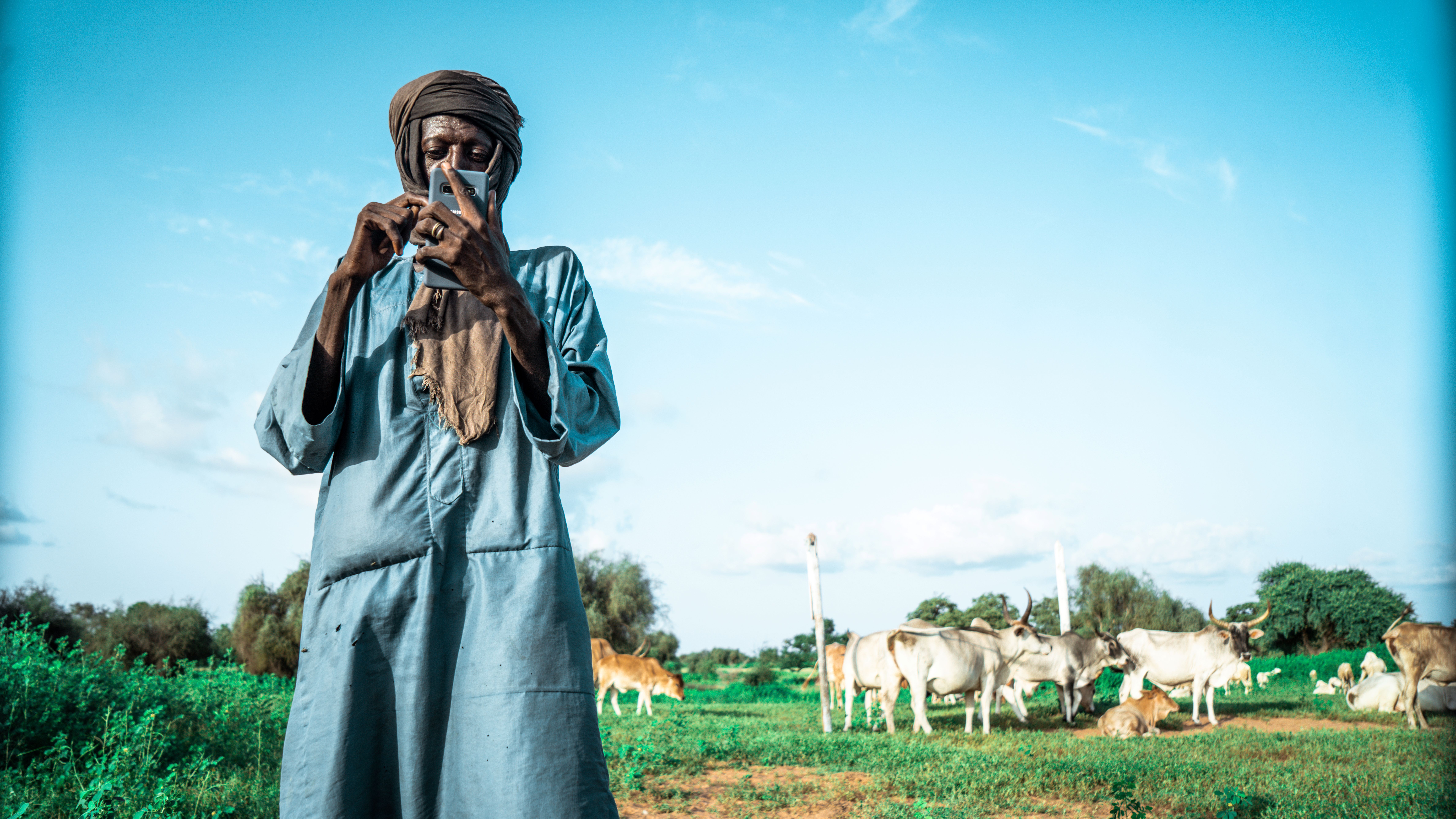 a person stands on their phone in front of a field of cattle
