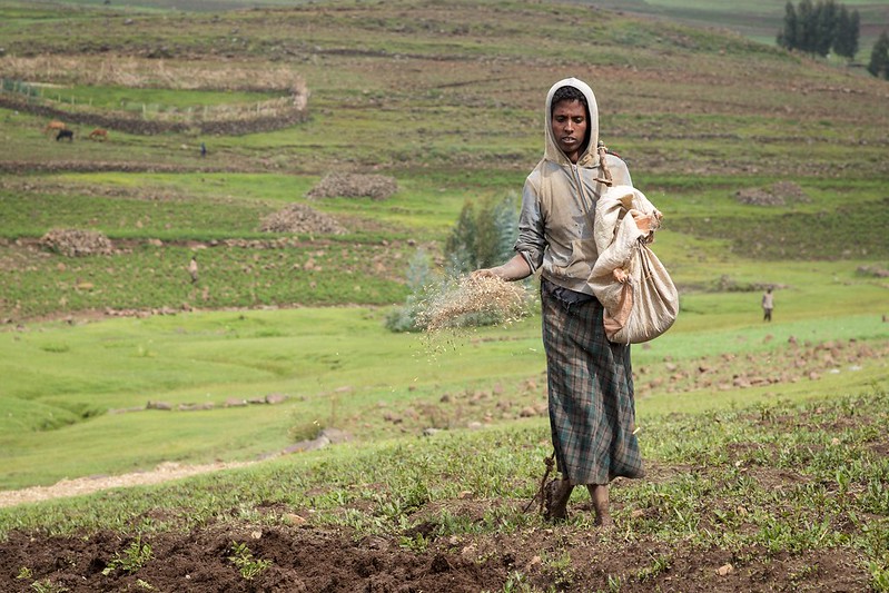 Ethiopian farmer sows seeds in a field after a drought