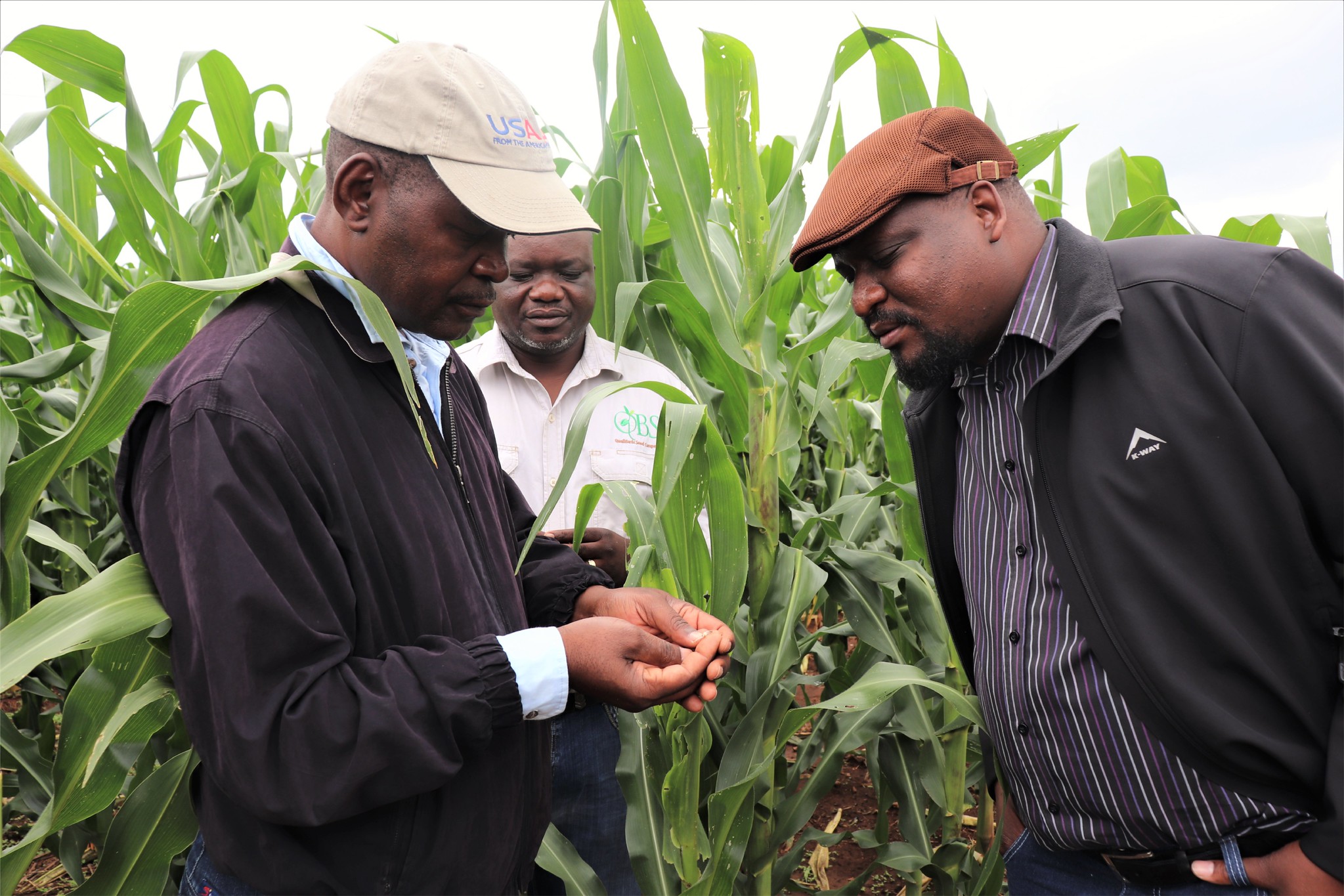 USAID worker examining maize seeds with local farmers in a maize field