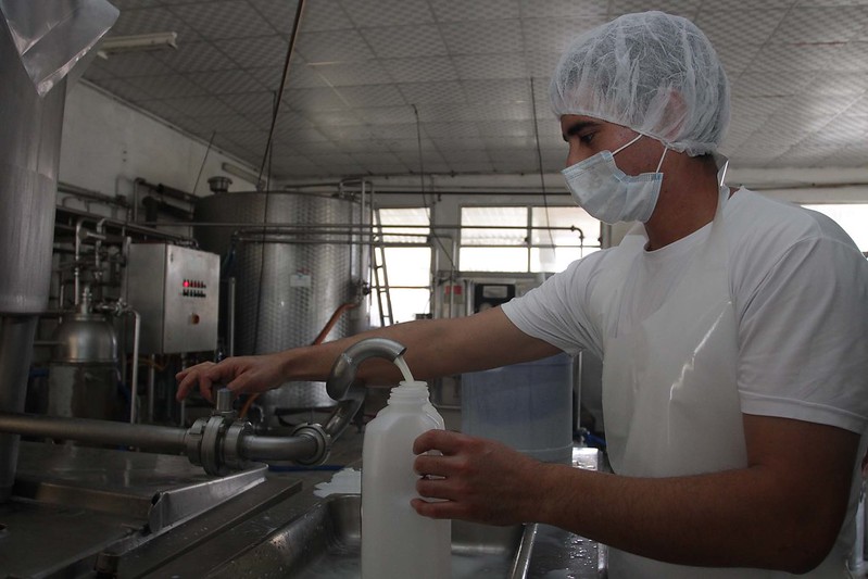 Dairy worker in food prep personal protective equipment (PPE) pours milk into a bottle from a tap in a processing facility.