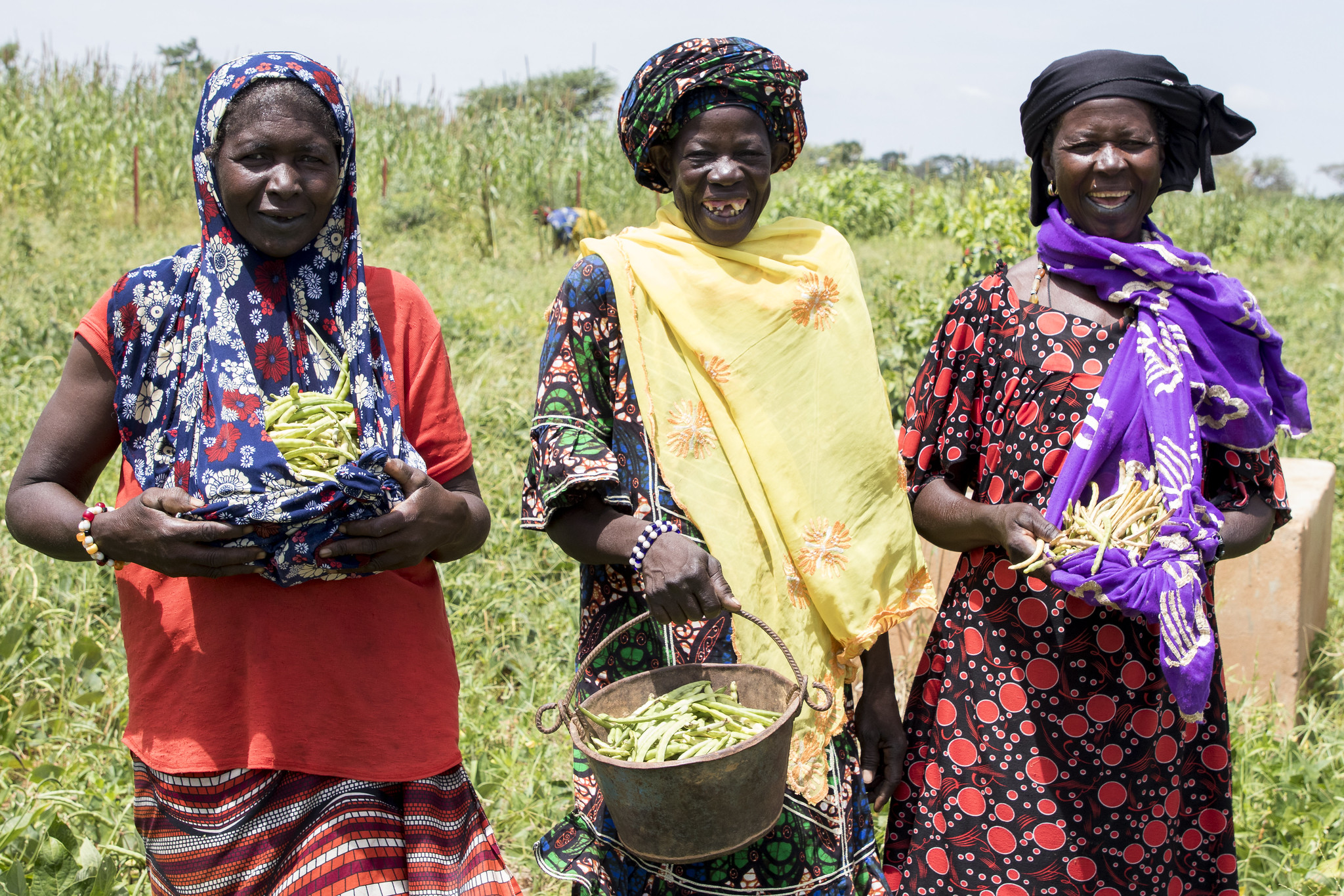 three Mali women stand in a field with their cowpea harvest