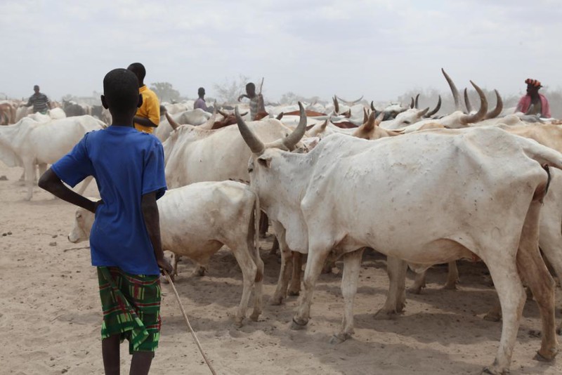 A boy stands with cattle in Kenya. 
