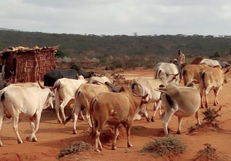 herd in Ethiopia