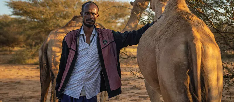 A Somali pastoralist poses with one of the camels in his herd.
