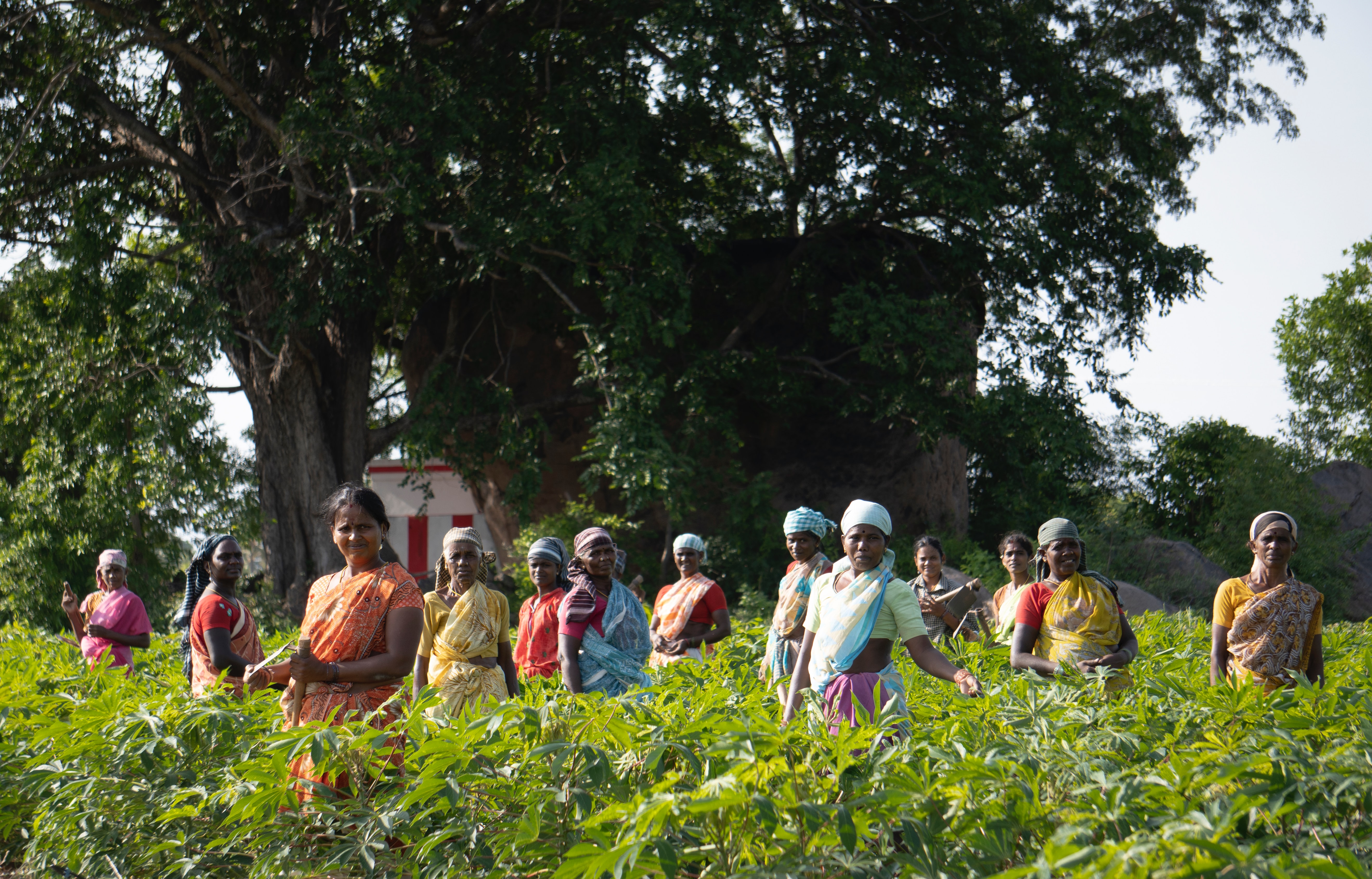 Group of female farmers in India