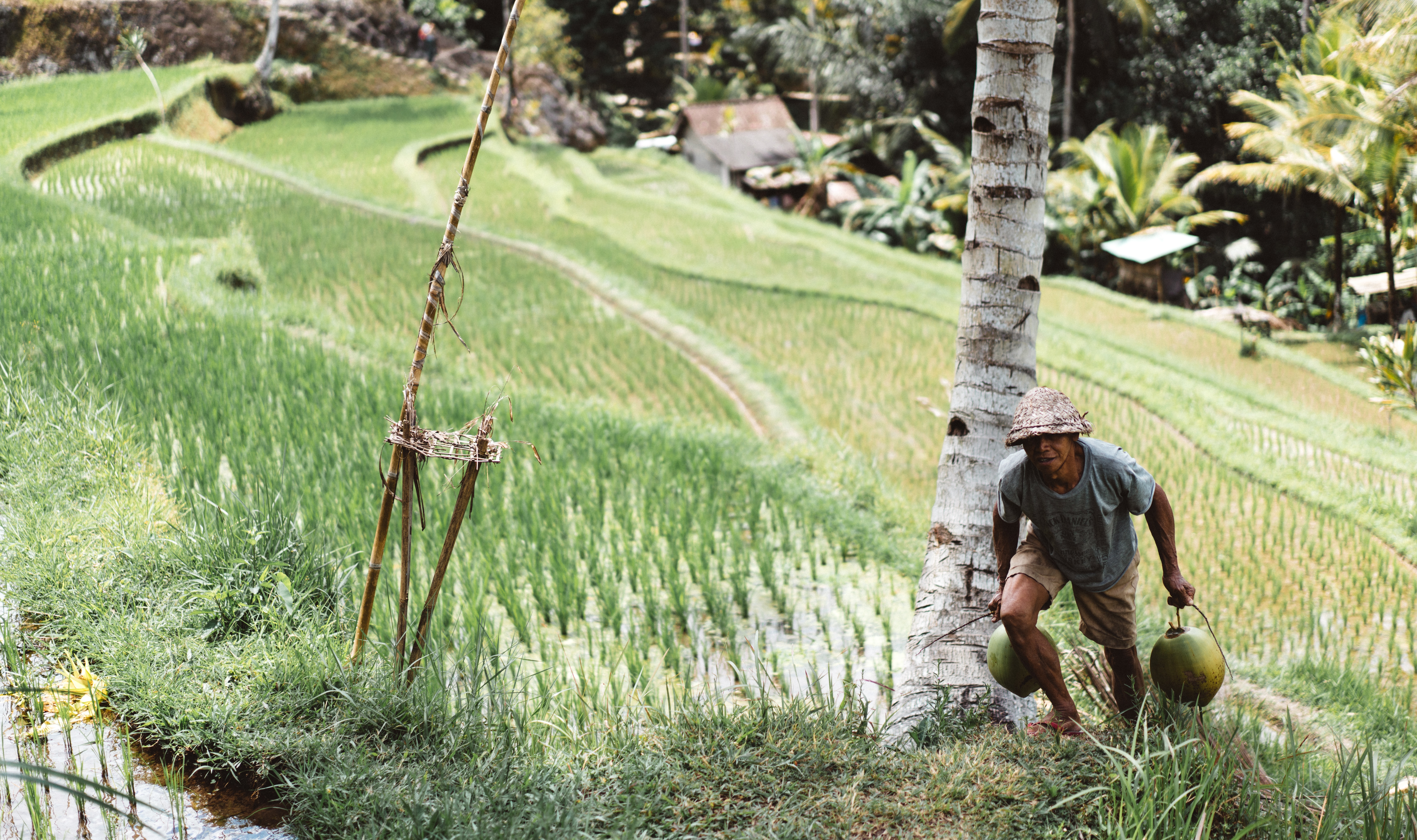 Male farmer in ricefields in Asia