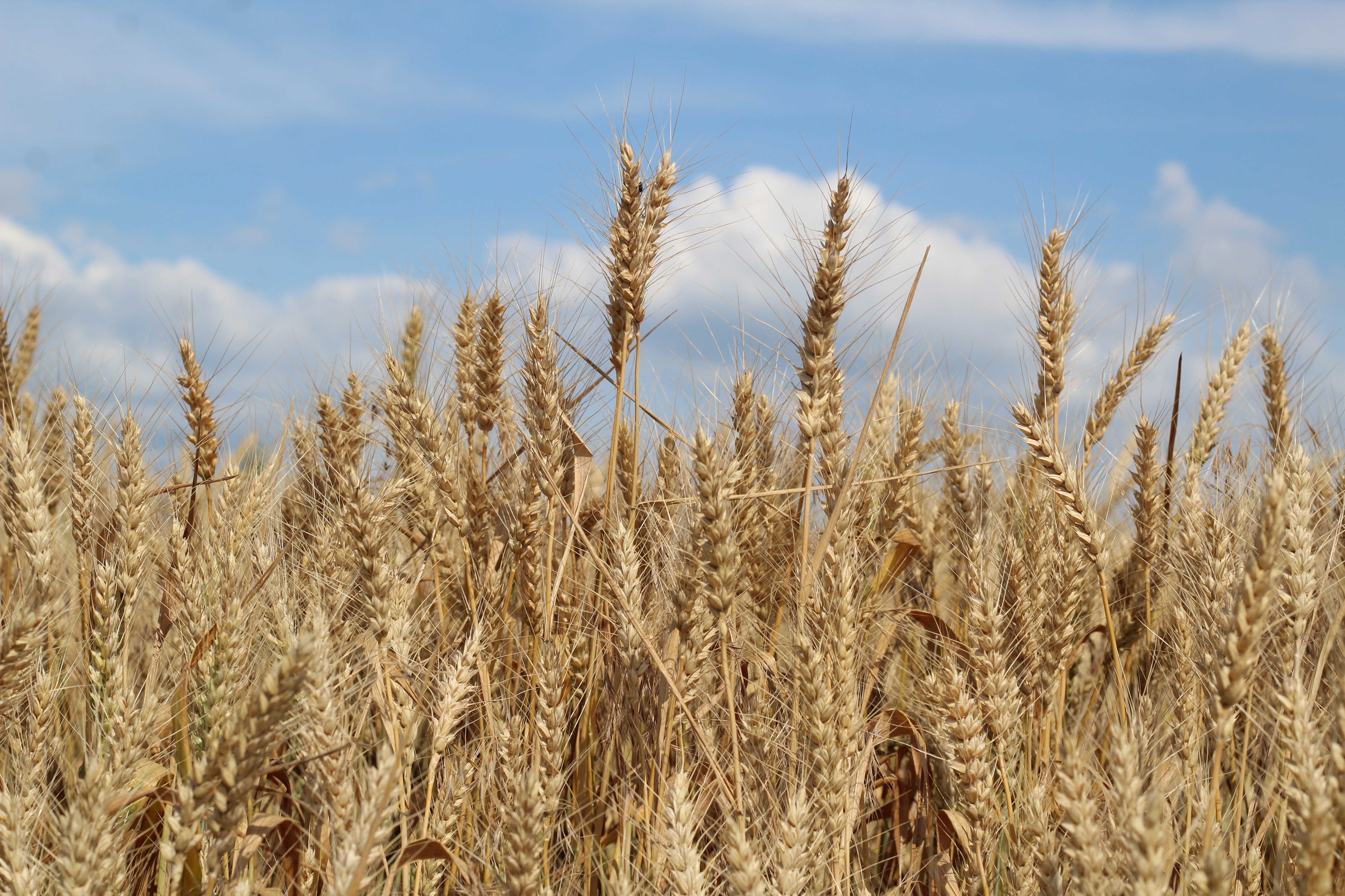 Wheat fields in Ukraine