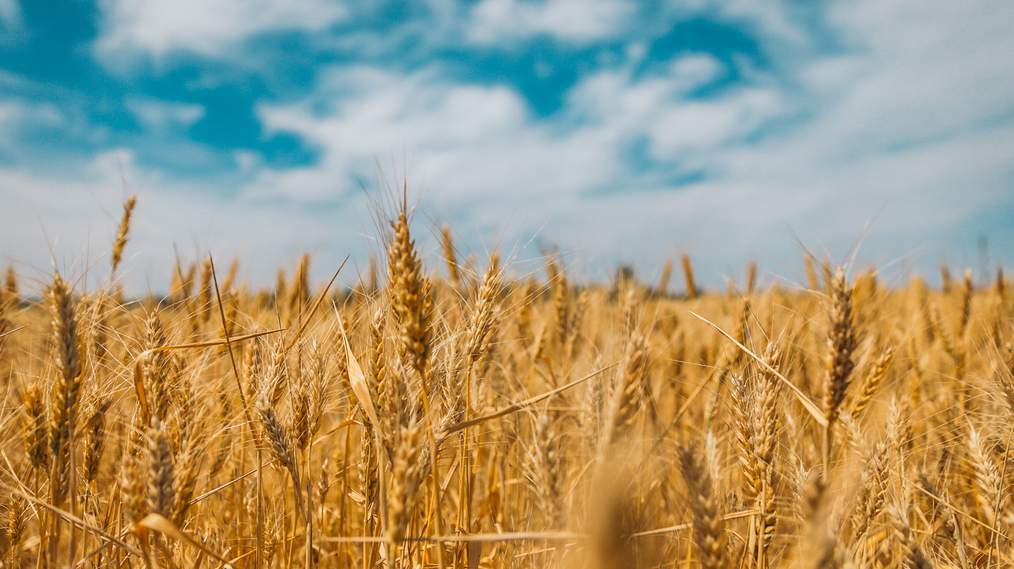 Wheat fields in Ukraine
