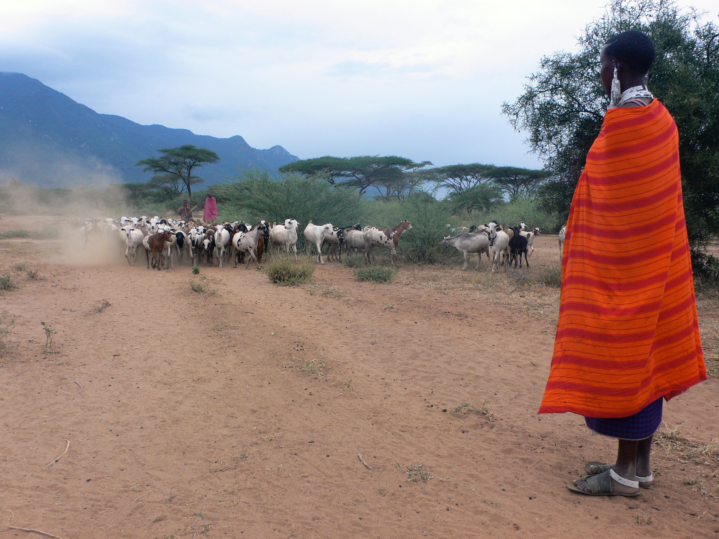 Livestock herder in Tanzania