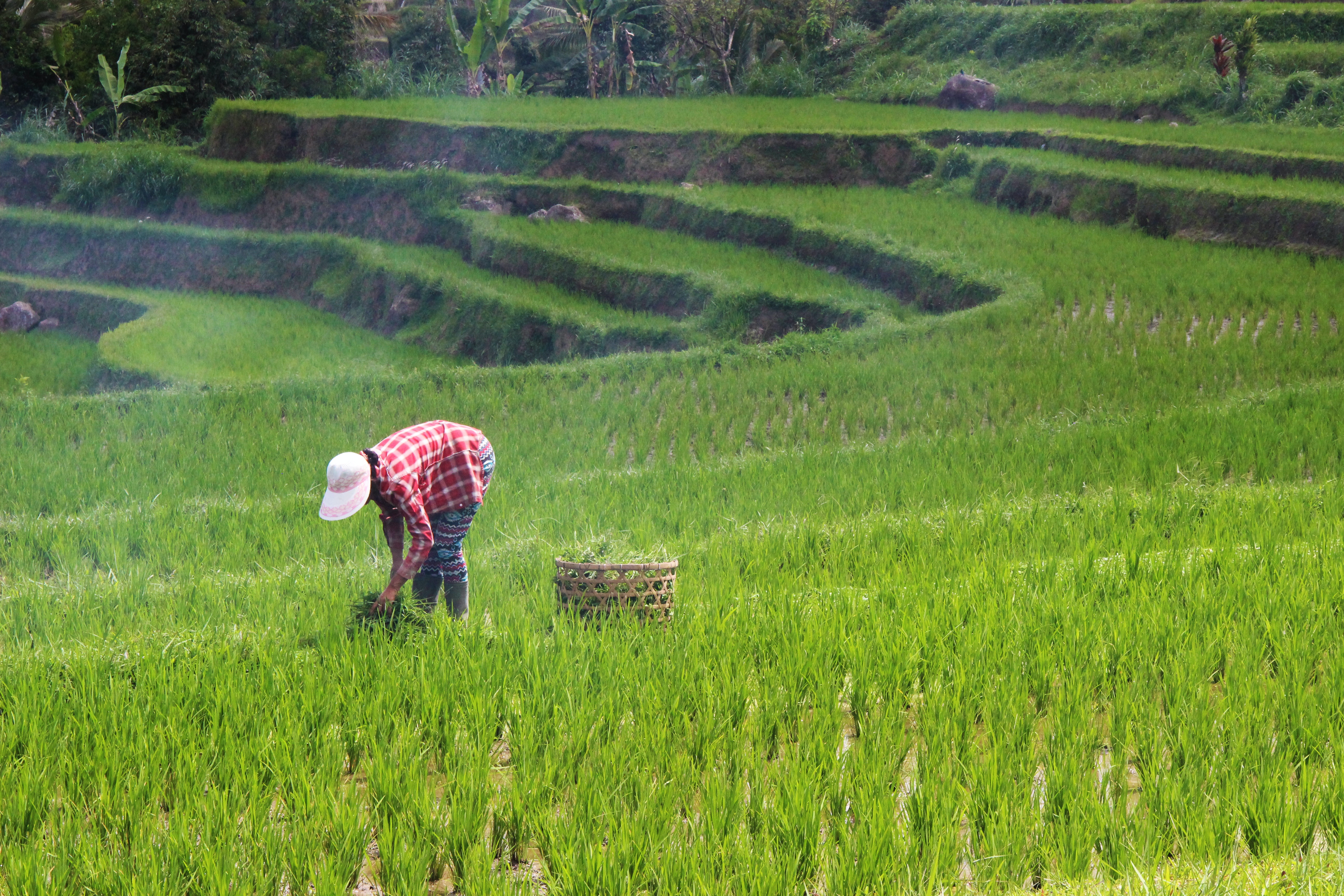 farmer in Indonesia