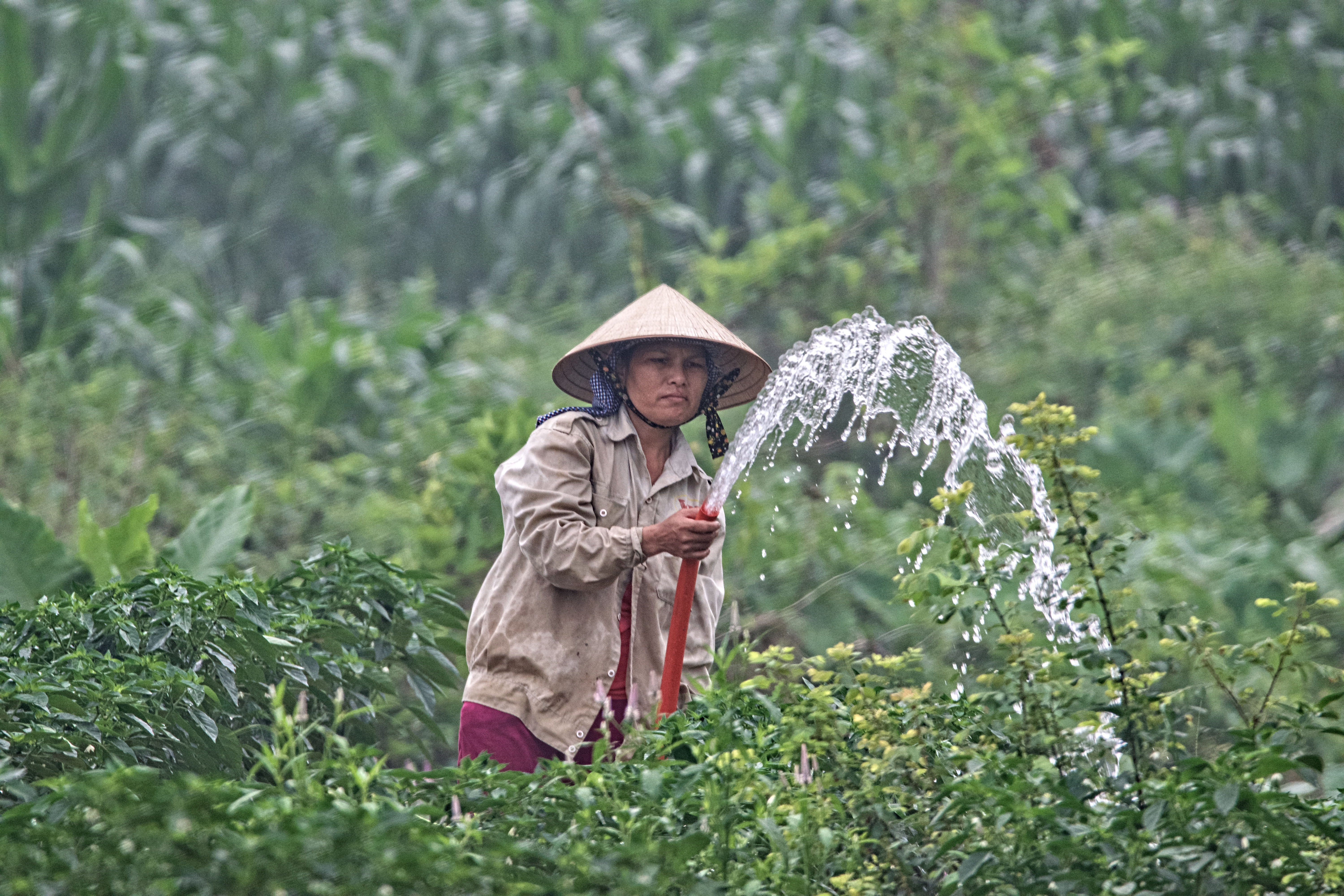 Female farmer in Vietnam